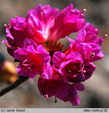 Rhododendron hort. Amoena