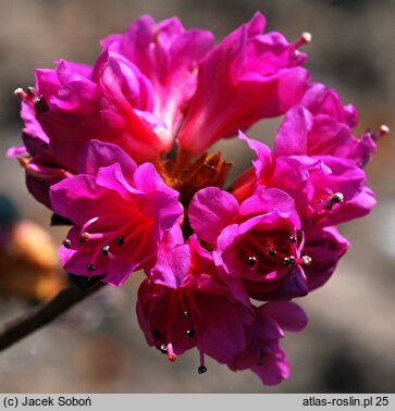 Rhododendron Amoena