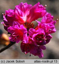 Rhododendron Amoena