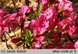 Rhododendron hort. Babuschka