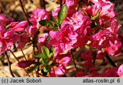 Rhododendron Babuschka