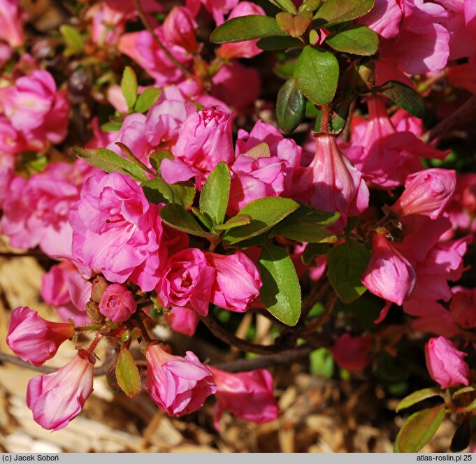 Rhododendron hort. Babuschka