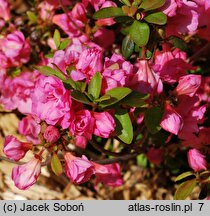 Rhododendron hort. Babuschka