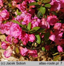 Rhododendron Babuschka