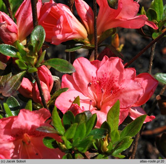 Rhododendron hort. Blaauw's Pink