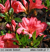 Rhododendron hort. Blaauw's Pink