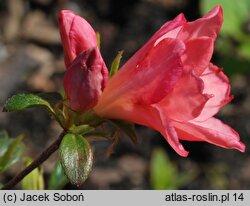 Rhododendron hort. Blaauw's Pink