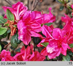 Rhododendron hort. Canzonetta