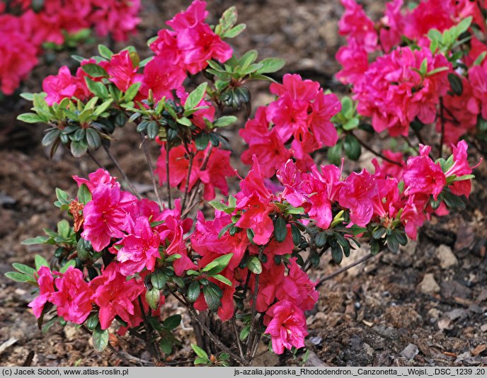 Rhododendron hort. Canzonetta