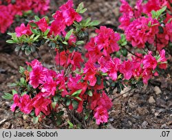 Rhododendron Canzonetta