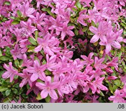 Rhododendron hort. Daphne