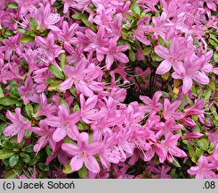 Rhododendron Daphne