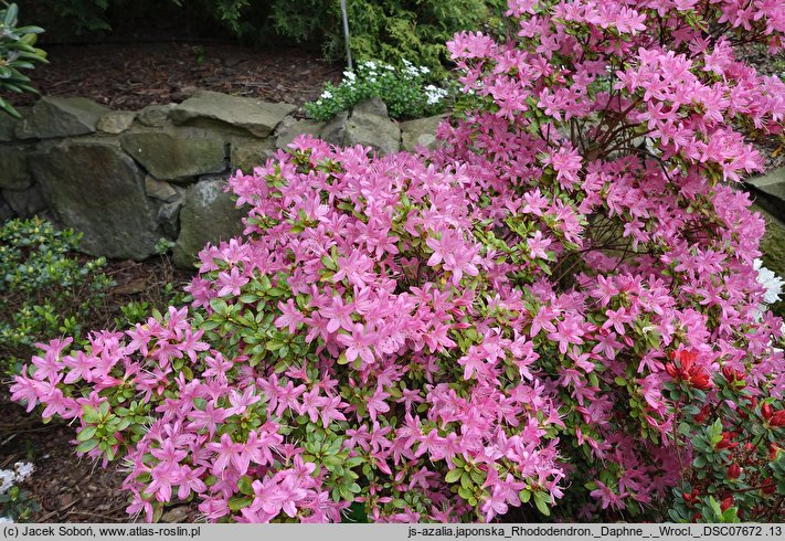 Rhododendron Daphne