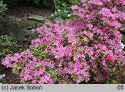 Rhododendron Daphne