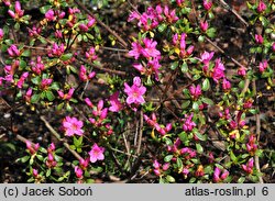 Rhododendron hort. Doubrava