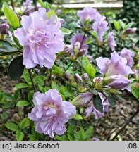 Rhododendron Elsie Lee