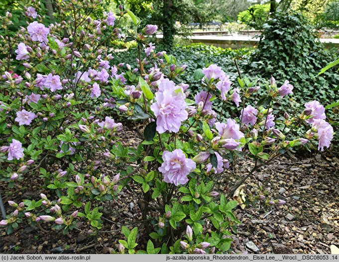 Rhododendron hort. Elsie Lee