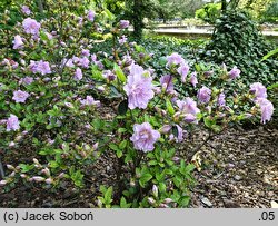 Rhododendron hort. Elsie Lee