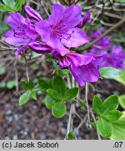 Rhododendron hort. Enzett-Königstein