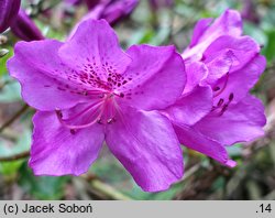 Rhododendron hort. Enzett-Königstein