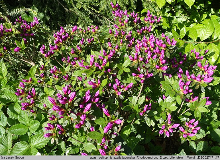 Rhododendron hort. Enzett-Lilienstein