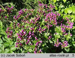 Rhododendron hort. Enzett-Lilienstein