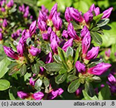 Rhododendron hort. Enzett-Lilienstein