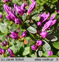 Rhododendron hort. Enzett-Lilienstein