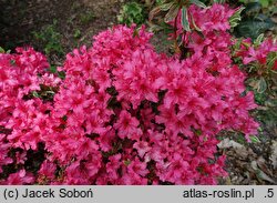 Rhododendron hort. Farrow