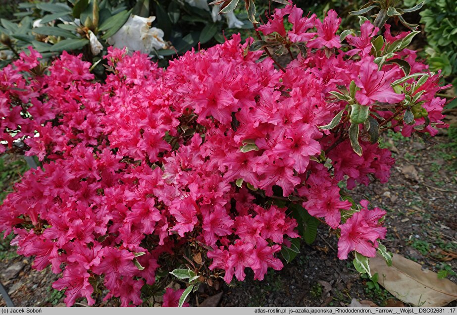 Rhododendron hort. Farrow