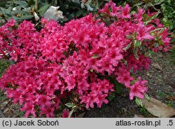 Rhododendron hort. Farrow