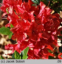 Rhododendron Galathea