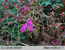 Rhododendron hort. Hatsu Giri