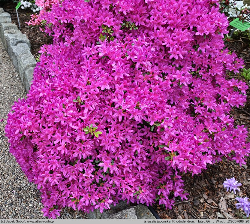 Rhododendron hort. Hatsu Giri