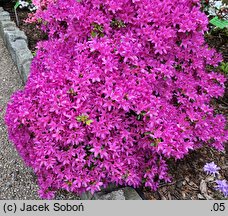 Rhododendron Hatsu Giri