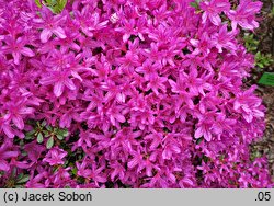 Rhododendron hort. Hatsu Giri