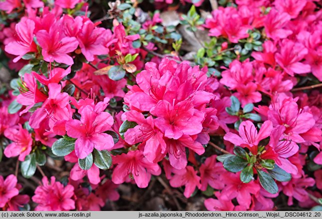 Rhododendron hort. Hino Crimson