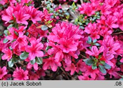 Rhododendron Hino Crimson