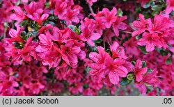 Rhododendron hort. Hino Crimson