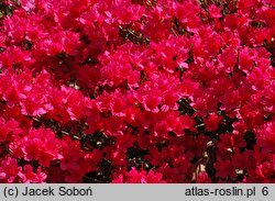 Rhododendron hort. Hino Crimson