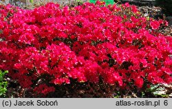 Rhododendron hort. Hino Crimson