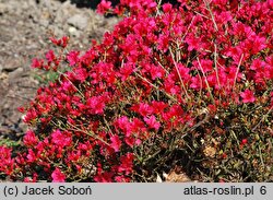 Rhododendron hort. Hino Crimson
