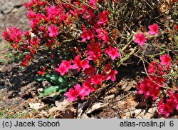 Rhododendron hort. Hino Crimson
