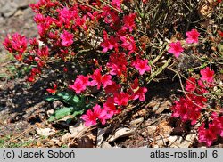 Rhododendron Hino Crimson