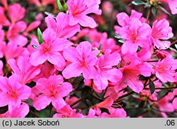 Rhododendron Hinomayo