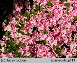 Rhododendron hort. Kermesina Rose
