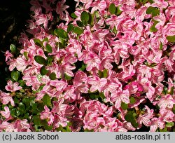 Rhododendron Kermesina Rose