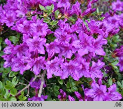 Rhododendron hort. Königstein