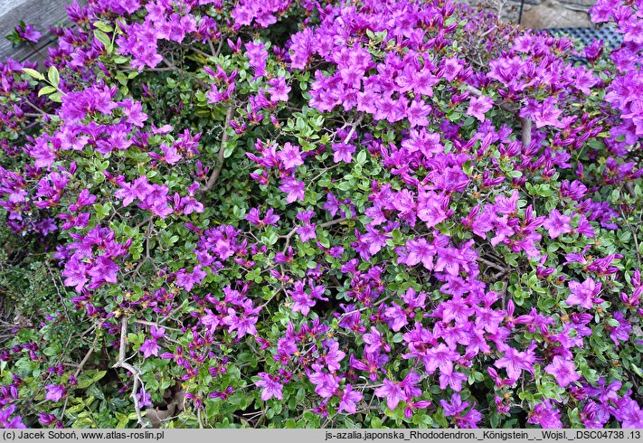 Rhododendron hort. Königstein