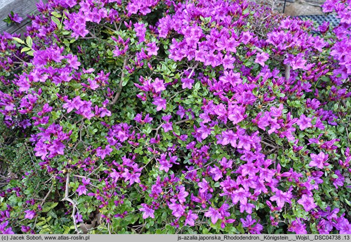 Rhododendron Königstein